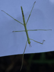 Ctenomorpha marginipennis