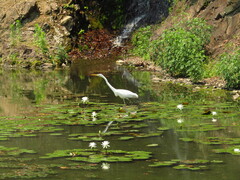 Ardea alba