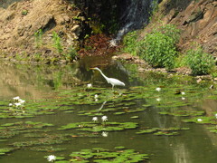 Ardea alba