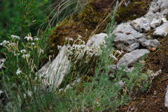 Dianthus acicularis