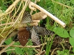 Euploea tulliolus ledereri