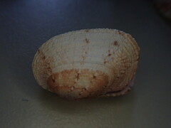 Veneridae