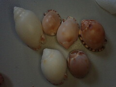 Semicassis zeylanica