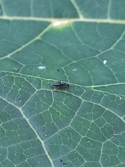 Technomyrmex albipes