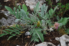 Psephellus marschallianus