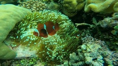 Amphiprion biaculeatus