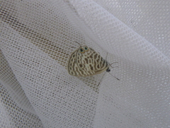 Leptotes