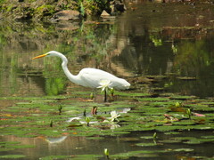 Ardea alba