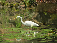 Ardea alba