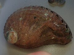 Haliotis spadicea