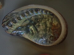 Haliotis spadicea