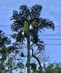 Caryota urens