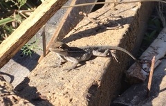 Anolis anisolepis