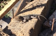 Anolis anisolepis