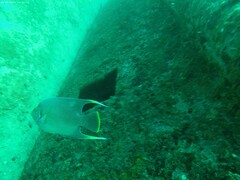 Holacanthus bermudensis