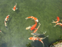 Cyprinus rubrofuscus