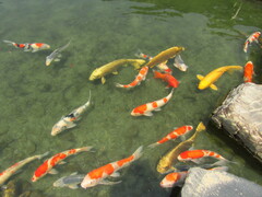 Cyprinus rubrofuscus