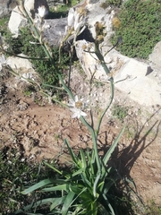 Asphodelus ramosus