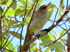 Acrocephalus scirpaceus baeticatus