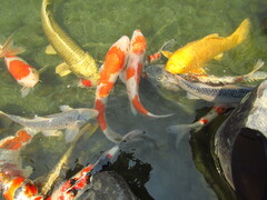 Cyprinus rubrofuscus