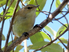 Acrocephalus scirpaceus baeticatus