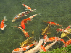 Cyprinus rubrofuscus