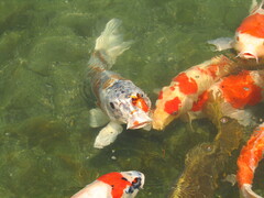 Cyprinus rubrofuscus