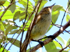 Acrocephalus scirpaceus baeticatus