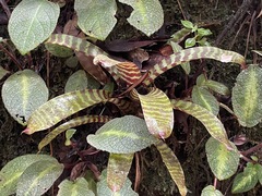 Lutheria splendens