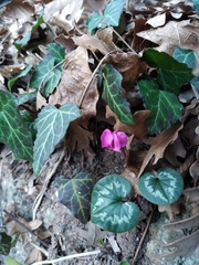 Cyclamen coum