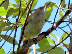 Acrocephalus scirpaceus baeticatus