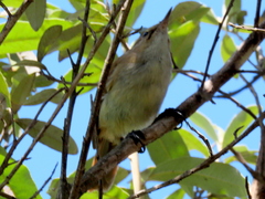 Acrocephalus scirpaceus baeticatus