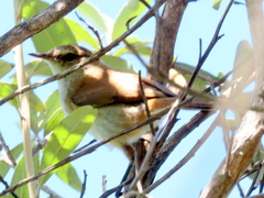 Acrocephalus scirpaceus baeticatus