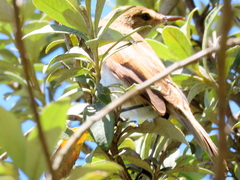 Acrocephalus scirpaceus baeticatus