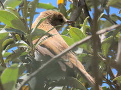 Acrocephalus scirpaceus baeticatus