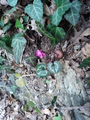 Cyclamen coum