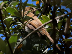 Acrocephalus scirpaceus baeticatus