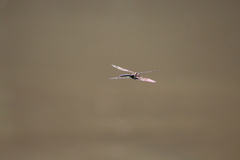 Aeshna mixta