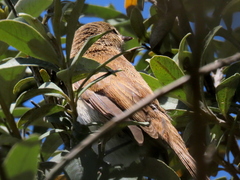 Acrocephalus scirpaceus baeticatus