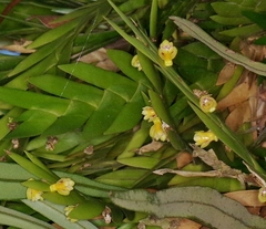 Dendrobium grande