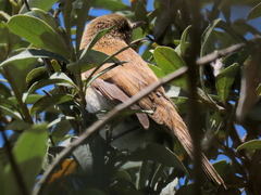 Acrocephalus scirpaceus baeticatus