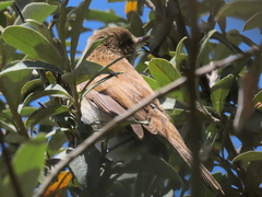Acrocephalus scirpaceus baeticatus