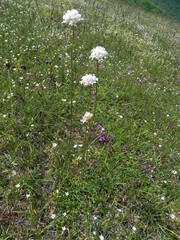Armeria nebrodensis