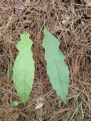 Ixeridium laevigatum