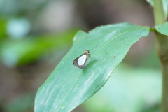 Abantis leucogaster