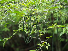 Wrightia religiosa