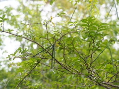 Wrightia religiosa