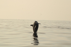 Stenella attenuata