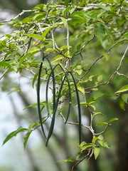 Wrightia religiosa