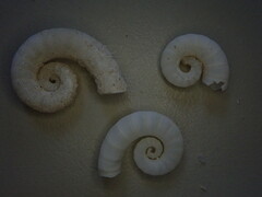 Spirula spirula